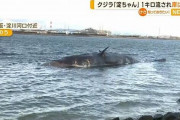 【悲報】大阪のクジラ、対策を検討している間に流れて面倒なことにｗｗｗｗｗｗｗｗｗ