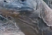 【動画】コモドドラゴンの食事、想像の10倍怖いｗｗｗ