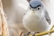 両津勘吉みたいな鳥が発見される