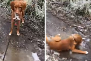 氷の上ですってんころりん！生まれて初めての経験に慌てふためくワンちゃん