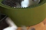 【動画】猫さん、一発KOｗｗｗｗｗｗｗｗｗｗｗｗ