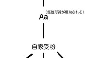彡(ﾟ)(ﾟ)「修道士ワイ、遺伝の法則を発見する。」