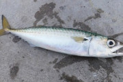 夕方に魚釣ってきた　捌く過程でアオイソメの体液が魚の身にかかっただけで嫁が食いたくないと言ってきた　トロという糞袋の真横にある肉をこの前おいしそうに食ってたクセに