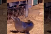 米水族館のアシカがTikTokデビューした結果がこちらｗｗｗｗｗ