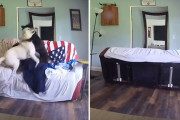 ソファをひっくり返したのは誰？室内で遊ぶ2匹の大型犬をカメラは見ていた