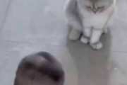【ネコ】 赤ちゃんが床でボールを転がす。猫が追いかける。ほらよっ♪ → やさしいベビーシッターはこうする…