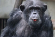 【閲覧注意】チンパンジーの好きな食べ物は「脳」！！