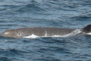 迷いクジラ「死んだのではないか」至近で観察した専門家