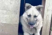 【子ネコ】 犬小屋には大きなイヌがいた。そこに小さな子猫が近づいて行く → やさしい犬はこうします…