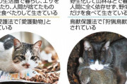 【速報】猫を解体して食べる動画をアップした男を逮捕