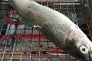 網で川魚焼いてるｗｗｗ（※画像あり）
