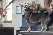 【動画】イヌにピアノ与えた結果ｗｗｗ