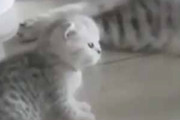 子ネコがちょこんと座っていた。母猫「先に動いた方が負けよ」 → 子猫の可愛さにはかなわない…