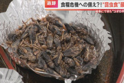 【悲報】食用コオロギ会社、破産する。一時期ゴリ押しされてたのはなんだったの？