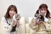 【日向坂46】猫四匹・・・