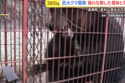 先日捕獲された体重約400kgのヒグマがヤバすぎて草ｗｗｗｗｗｗｗｗｗｗｗｗｗｗ