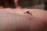 蚊は攻撃を加えた人の匂いを学習して避けるらしい・・・