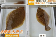 養殖ヒラメ、緑色LEDで活性化し成長加速