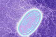 「電子だけを食べて生きる電気生命体(電気バクテリア)」の生育に成功…米ミネソタ大学！
