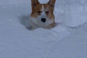 コーギー犬が「雪に飛び込んだら深すぎて心が折れた」哀愁漂う表情が話題に