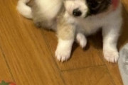 【画像】パッパが子犬を連れてきた…ちっちゃいwwww