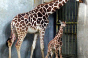 キリンが首吊り自殺。北海道旭山動物園