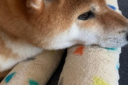 【画像】うちの柴犬が玄関の前で日向ぼっこしてる…お家に入れませんwww