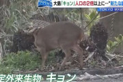 【悲報】 伊豆大島でキョンが大繁殖　人口の2倍以上が生息か