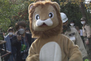 【悲報】天王寺動物園のライオン脱走訓練がシュールすぎワロタwwwwwwwww