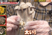 【朗報】芦田愛菜さん、キノコを持ってはしゃぐｗｗｗｗｗｗｗｗｗｗｗ