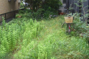 【悲報】ワイの実家の庭の雑草、限界突破ｗｗｗｗｗｗｗｗｗｗｗ