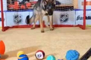 犬とホッケーをして遊んでみた。狙うのはただ１つ！ → 犬、この集中力です…