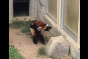 【動画】レッサーパンダさん、岩にビビる
