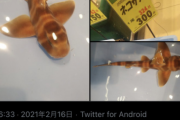 【画像】生きたネコザメさん、スーパーで300円で販売中ｗｗｗｗｗｗｗｗ