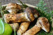 言われる程美味しくないなと思う食べ物　伊勢海老・マツタケあと一つは？
