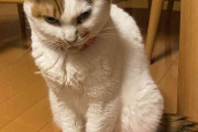 『目付きの悪い猫の画像貼ってください』さまざまな理由で猫相の悪い猫たち（ときどき飼い主さんによる状況説明）