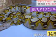 【朗報】脱走したニシキヘビ、ようやく発見できそう