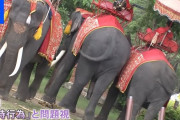 タイの文化「象使い」に動物虐待の矛先が向けられる