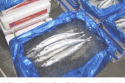 サンマ大不漁 前年の1割にも届かず 値段も高い