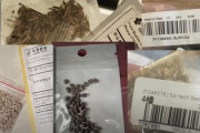 【衝撃】中国から送られてくる種子の正体・・・