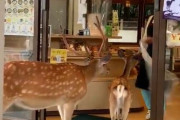 【悲報】鹿の親子、入店拒否されるｗｗｗｗｗｗｗｗｗｗｗｗｗｗ