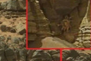 火星で生物を発見（画像あり）