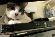 【ねこ画像】肌寒いのかテレビの周辺機器で暖をとる猫さん…すっかりお気に入りのようですねwww