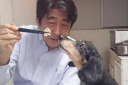 【話題】安倍首相の愛犬、１９才！