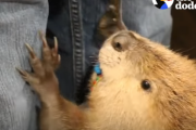 こんな子が家にいたら...！可愛すぎるビーバーとの生活をご紹介！  海外の反応