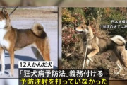 群馬県伊勢崎市で12人を噛んだ四国犬､狂犬病の予防接種してなかった