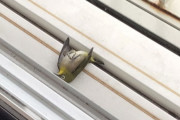 【画像】窓に鳥がぶつかって倒れてるんだが・・・