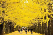 外国人「金色に染まった日本のイチョウ並木が見事すぎる！」