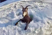 氷にすっぽり。首から下がはまりこんだ野生の羊の救出大作戦（アメリカ）