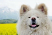 ブサカワ秋田犬「わさお」死ぬ　推定13歳